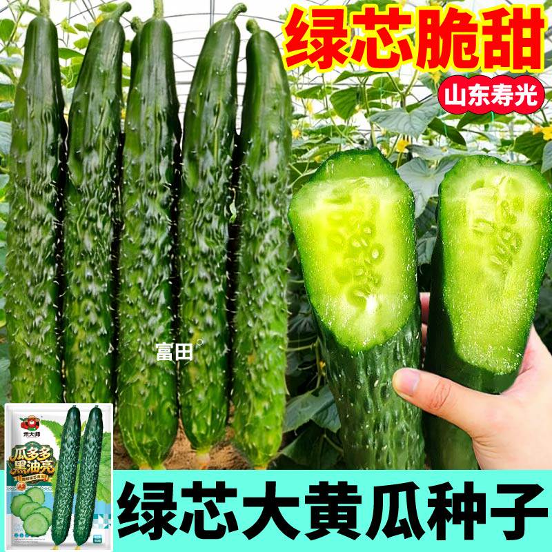 山东寿光绿芯大黄瓜种子四季满地爬奶油白玉黄瓜种籽阳台盆栽种植