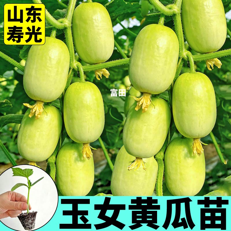脆甜 金童玉女黄瓜苗秧四季高产脆甜迷你拇指小黄瓜种子阳台盆栽
