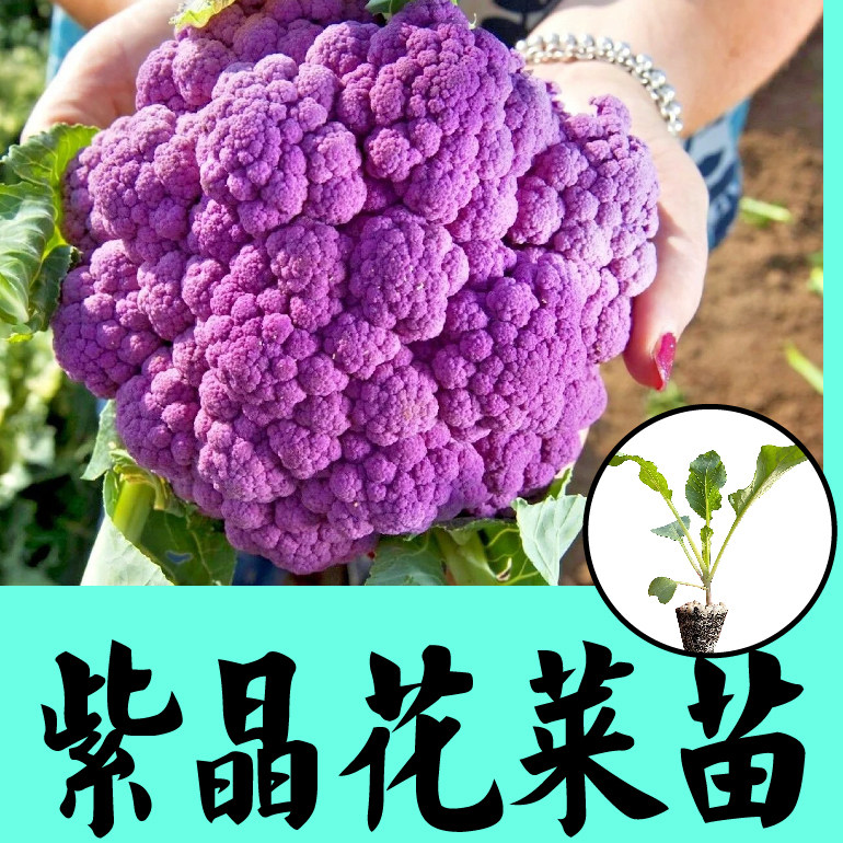 山东寿光紫晶一号花椰菜秧苗幼苗西兰花松花菜种子四季春秋盆栽