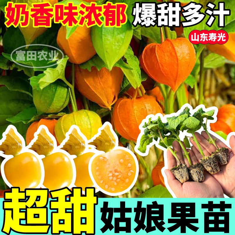超甜黄姑娘果苗秧奶香四季高产红紫黄菇娘果种子阳台盆栽带土寿光
