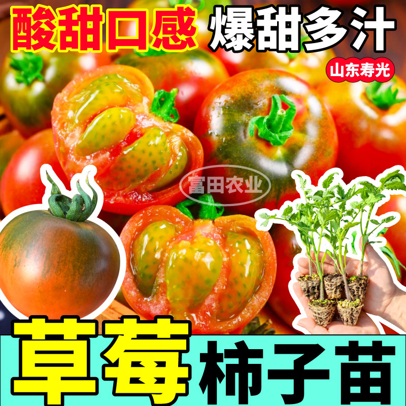 草莓柿子番茄苗秧四季高产爆甜多汁东北铁皮西红柿种子阳台盆栽