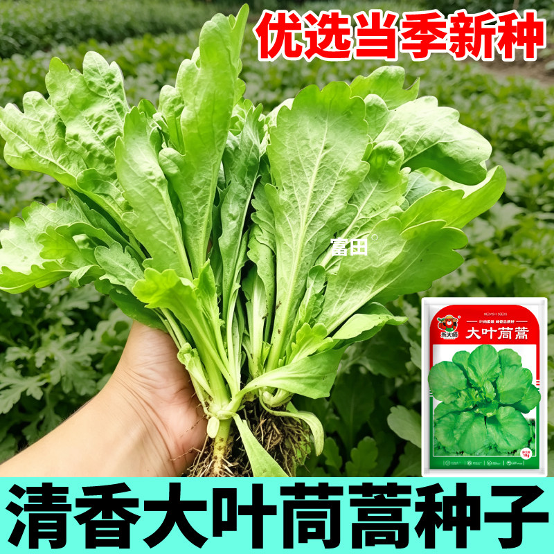 软糯绵密大叶茼蒿种子当季新种光杆三叉茼蒿种籽多茬采收四季可种