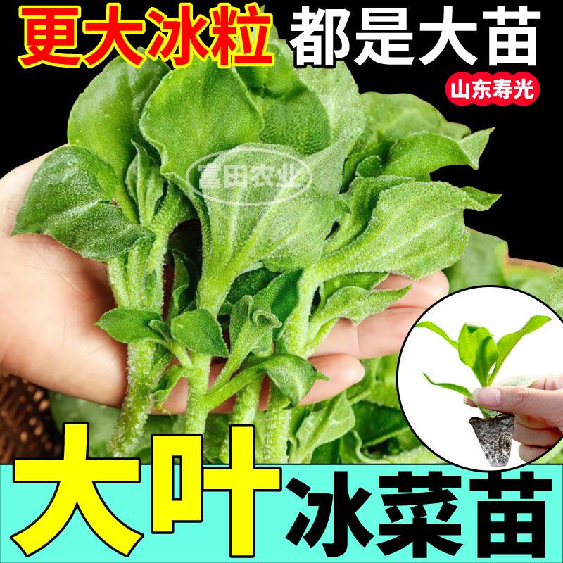寿光水晶冰菜苗穴盘苗