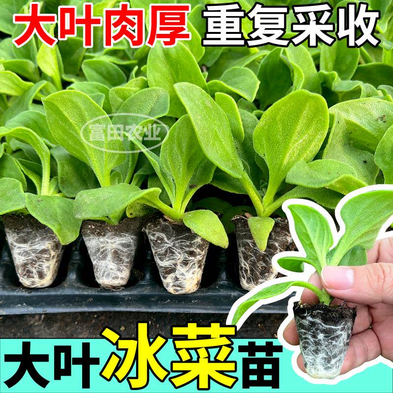 高产大叶冰菜苗秧带土球水晶冰菜冰草种子四季露天阳台盆栽种植苗