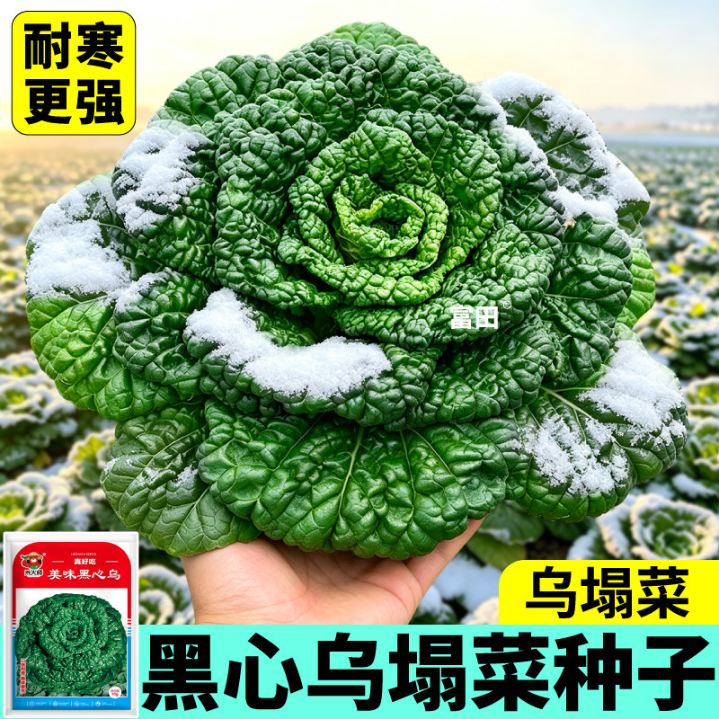 黑心乌塌菜种子耐寒可越冬黑菜黄心乌蔬菜种籽农家盆栽田园小院