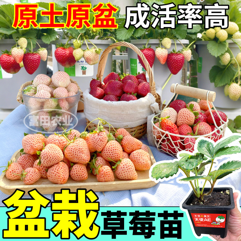 寿光盆栽草莓苗秧品种全包对版白黑红草莓苗原土原盆阳台小院盆栽