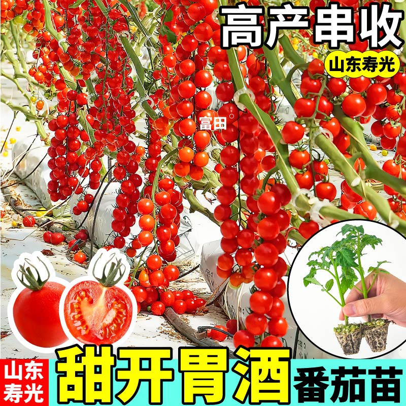 高产串收 甜开胃酒番茄苗秧四季甜百万千禧圣女果种子四季盆栽