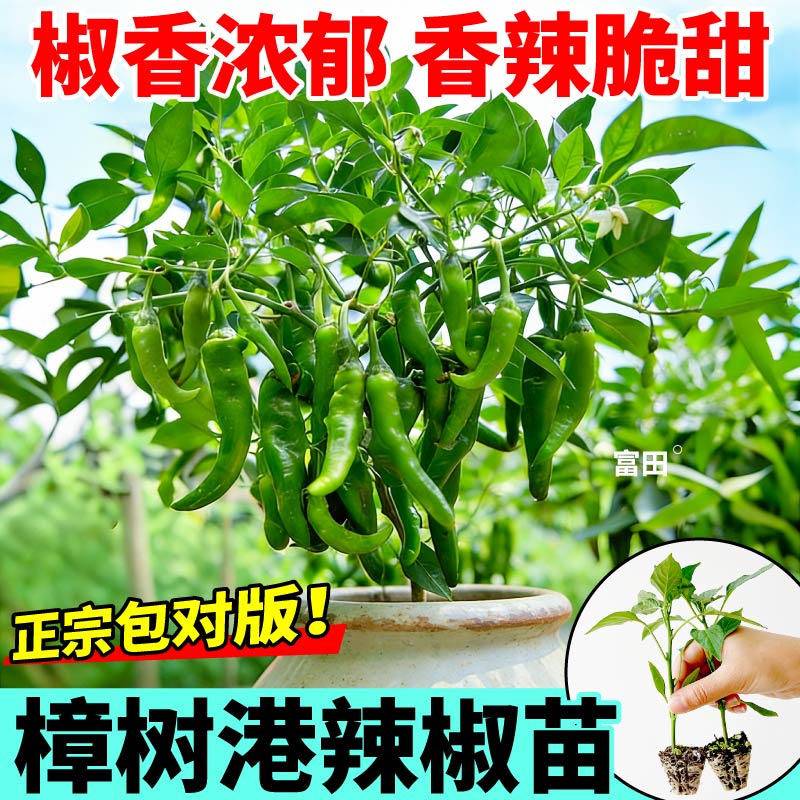 正宗樟树港辣椒苗秧高产四季阳台盆栽小青椒美人椒红小米辣椒种子