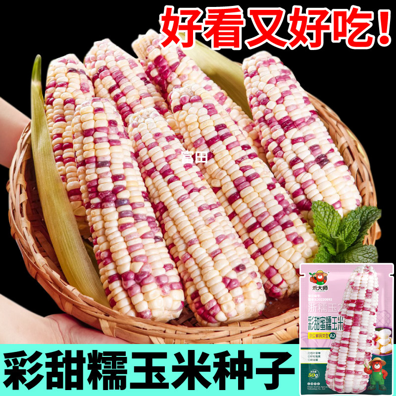 正宗彩甜糯玉米种子非转基因