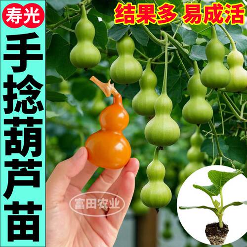 寿光文玩手捻葫芦苗秧高产抗病四季大酒手捻葫芦苗阳台带土球种子