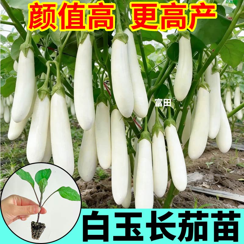 高产白玉长茄苗秧四季白雪公主种子绿长茄黑长茄圆茄盆栽地栽可种
