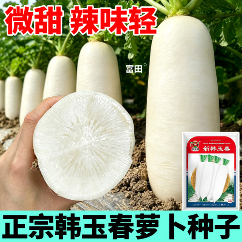 韩玉春萝卜种子杂交品种白条顺直高产可生吃盆栽阳台庭院种植