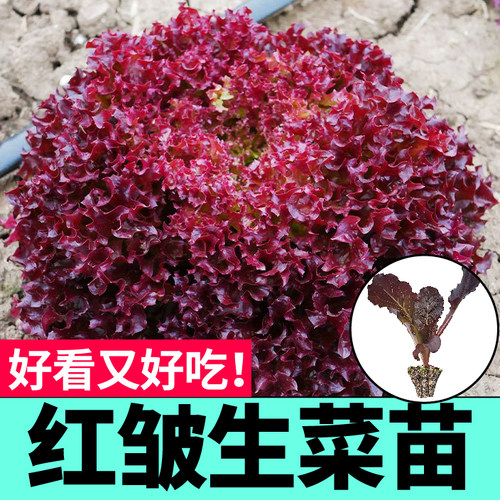 红皱生菜秧苗幼苗四季春秋盆栽脆嫩带土球紫皱紫罗莎种子蔬菜高产