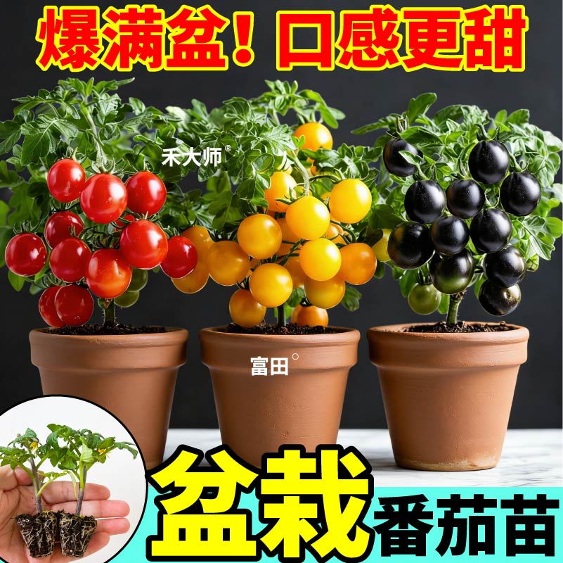 正版矮生番茄苗秧四季春秋室内外阳台可种红黄黑樱桃小西红柿种子