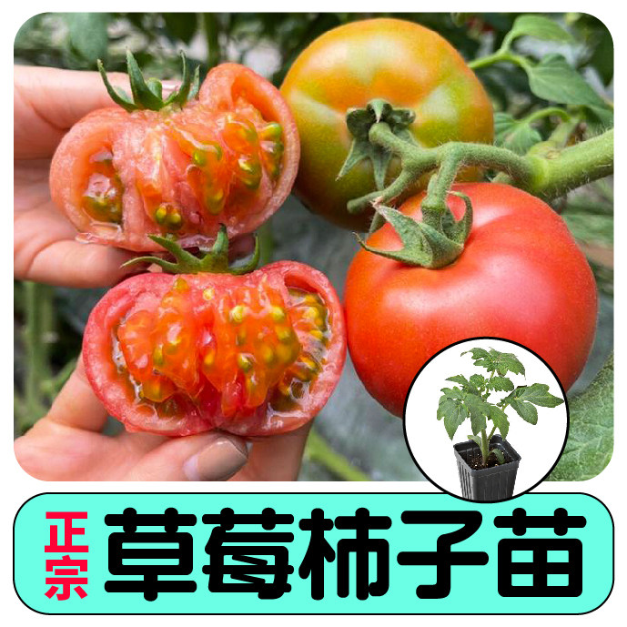 正宗铁皮草莓柿子秧苗带土球西红柿种子超甜春秋四季阳台庭院盆栽