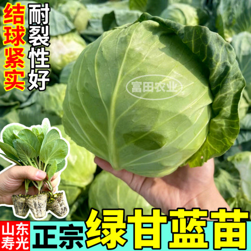 正宗绿甘蓝苗秧结球紧耐裂绿紫甘蓝种子包菜大头菜四季阳台盆栽