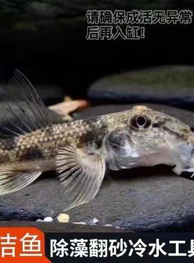 似鮈鱼苗翻沙鱼鼠鱼原生淡水观赏鱼鼠除藻清洁工具鱼养殖场好养