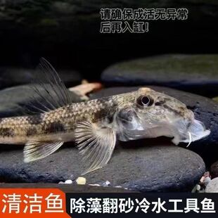 似鮈鱼苗翻沙鱼鼠鱼原生淡水观赏鱼鼠除藻清洁工具鱼养殖场好养