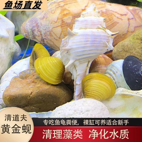 黄金小河蚌专吃鱼屎粪便净水河蚬