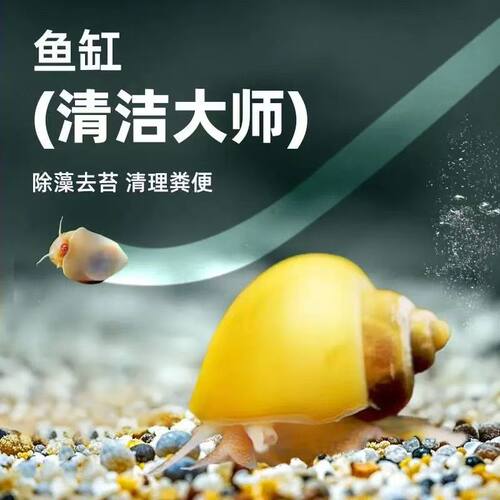 黄金螺鱼缸清洁除藻大号观赏螺活体淡水螺净水清理鱼屎粪便工具螺