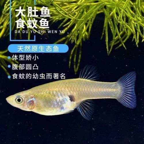 原生鱼食蚊鱼大肚鱼吃蚊子幼虫
