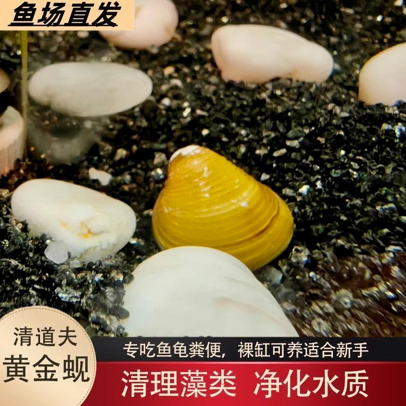 黄金蚬螺观赏螺专吃鱼屎净化水质