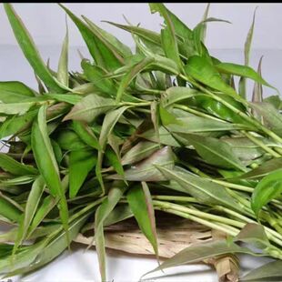 云南新鲜香料野菜香柳香辣柳傣味泰国凉拌撒撇作料