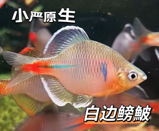 白边鳑皮好养耐活鰟鮍鱼观赏鱼原生鱼群游冷水鱼溪流鱼练手鱼