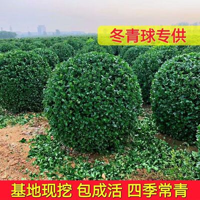 冬青球树苗地栽耐寒植物大叶黄杨球型庭院别墅围墙篱笆树绿化苗木