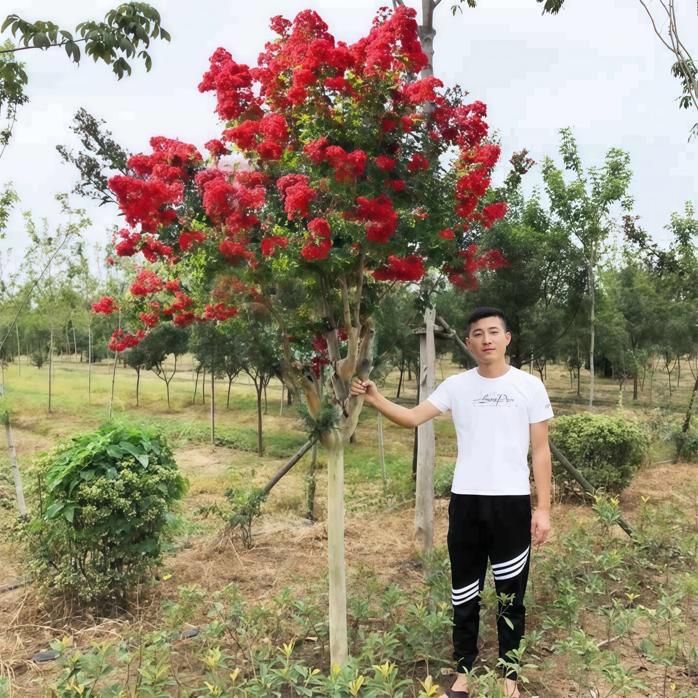 紫薇花树苗庭院红火箭大型老桩别墅室外道路绿化风景树百日红花卉
