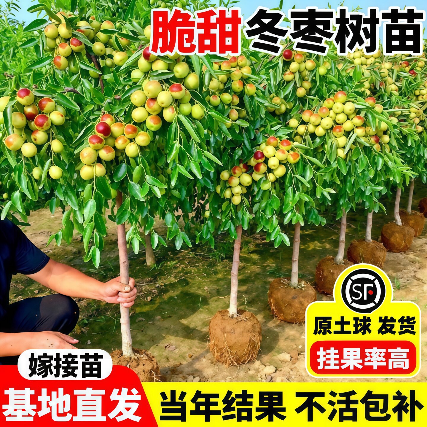 枣树活苗大枣超甜带土球南北方沾化冬枣大树矮化嫁接苗超甜特大号
