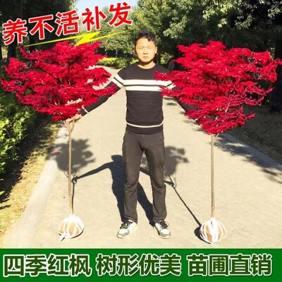 四季红枫树苗庭院美观树苗