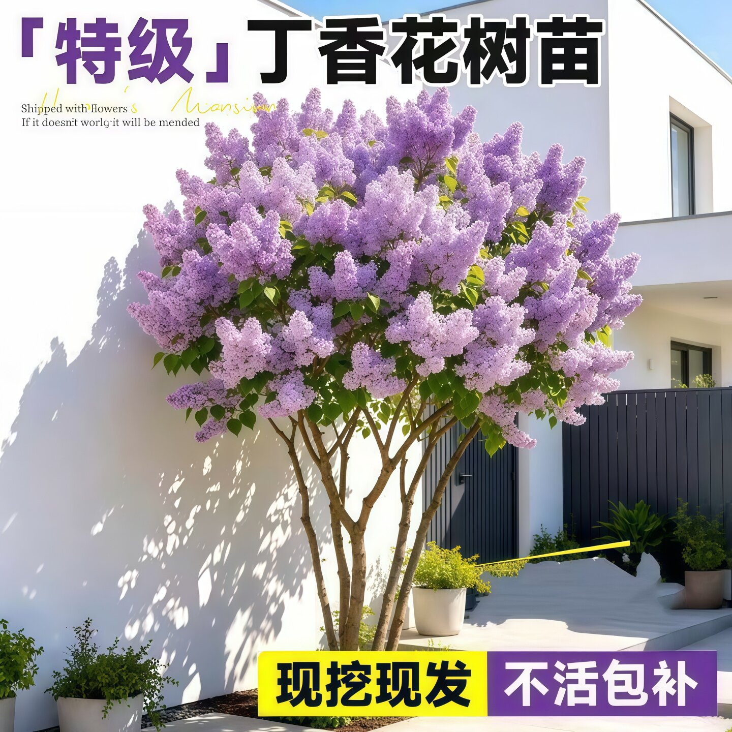 丁香花树苗浓香型四季观花丛生紫丁香花苗花卉室内庭院南北方种植