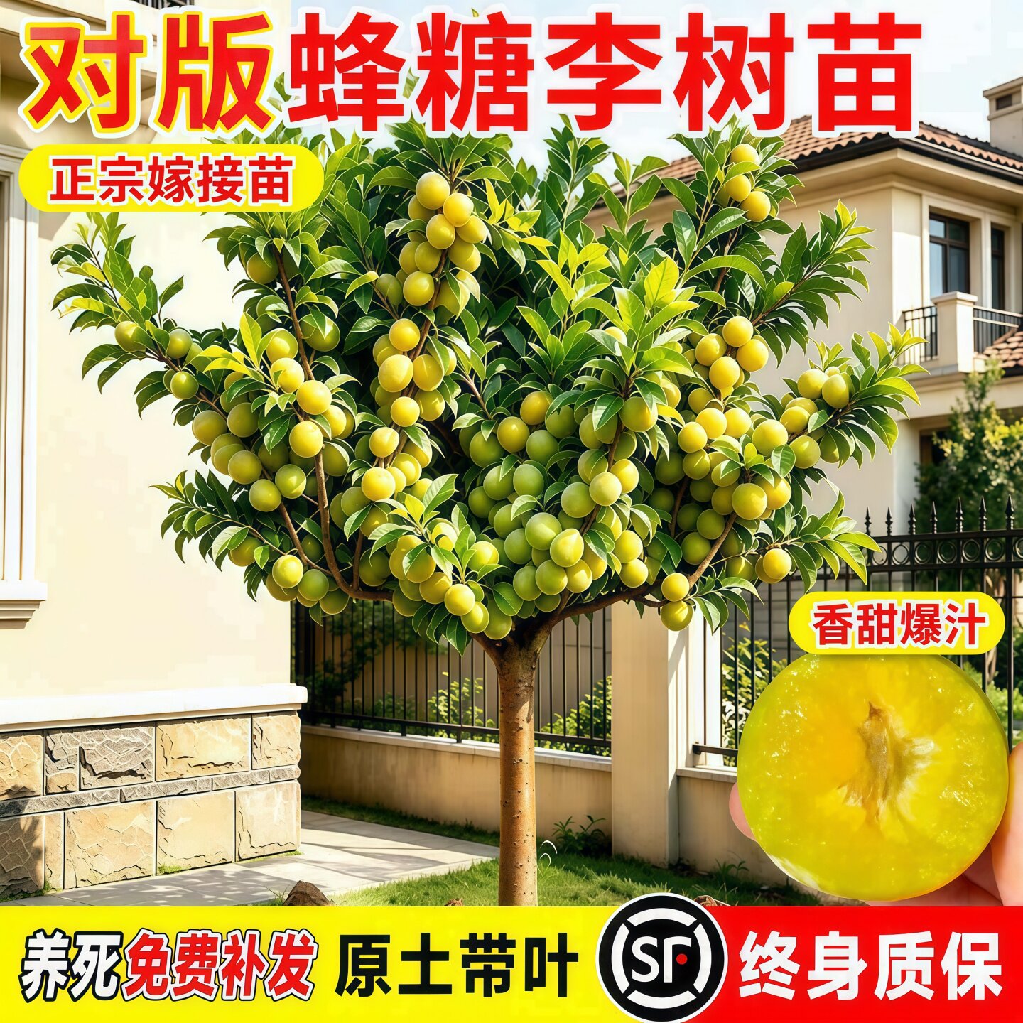 蜂糖李子树苗新品种正宗贵州嫁接三华果树果苗庭院盆地栽当年结果