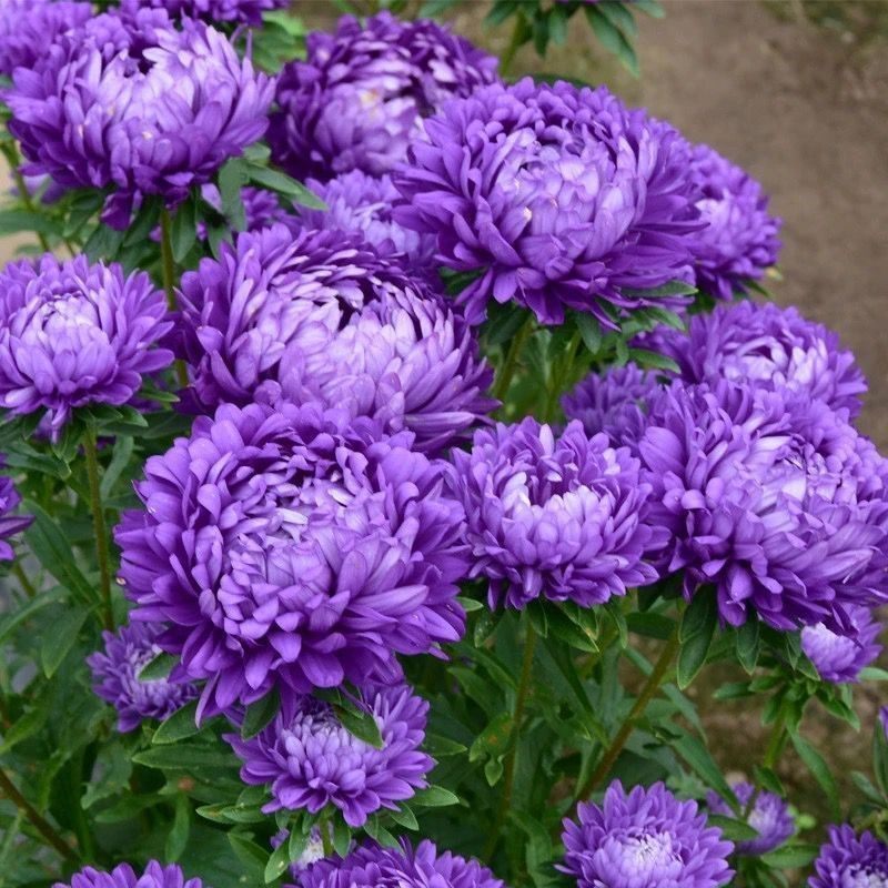 重瓣芍药花苗庭院卉四季开易图片