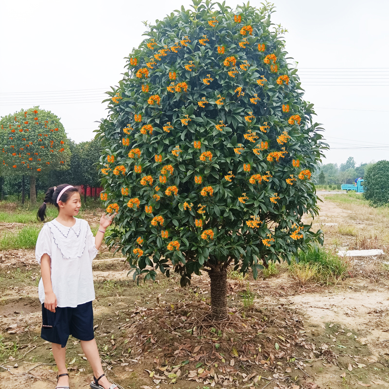 桂花树苗八月金桂丹桂大型庭院别墅地栽植物耐寒四季桂浓香型绿化