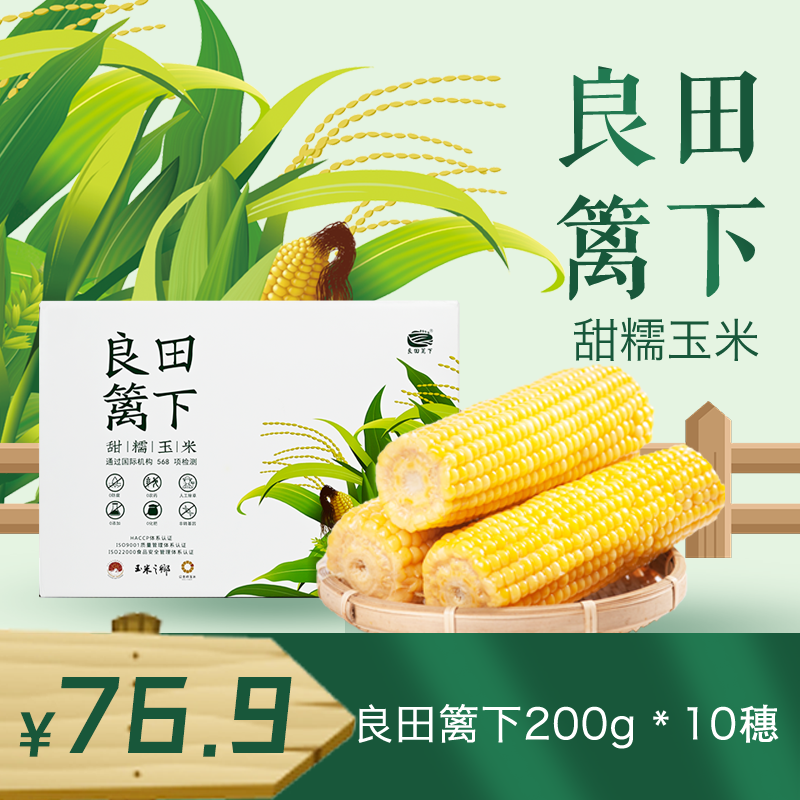 新日期良田篱下黄糯玉米厂家直发