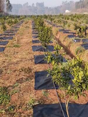 新型生态防果树专用除草布地膜透气透水保湿保肥耐用盖草厂家直发