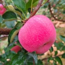 洛川苹果晚熟系列脆甜多汁8甜2酸现摘现发产地直发