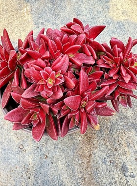 红叶炬老桩多肉植物红色盆栽室内阳台好养活花卉绿植盆栽盆景带盆