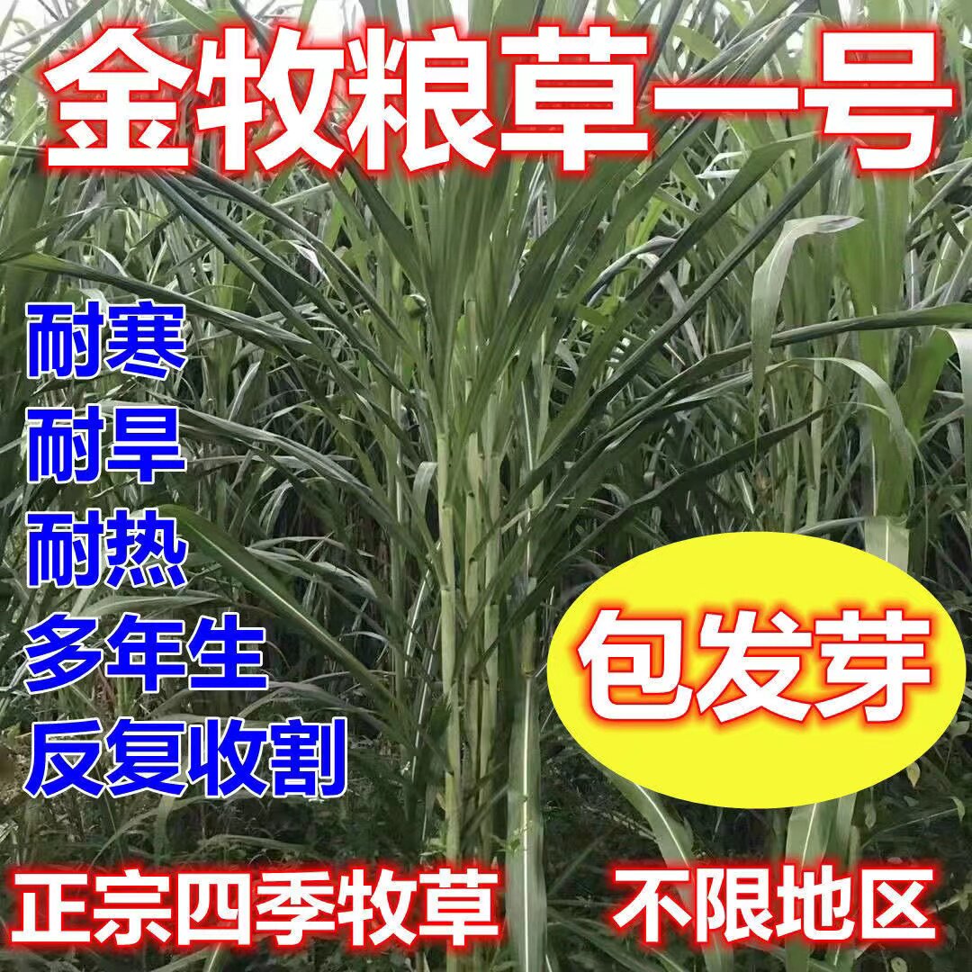 金牧粮草1号牧草种子多年生优质高产牧草养殖猪牛羊鸡鸭鹅兔鱼草