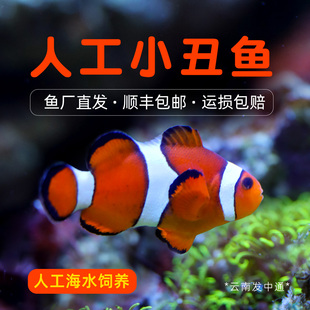 人工小丑鱼海水观赏鱼活体公子尼莫耐活好养明星宠物
