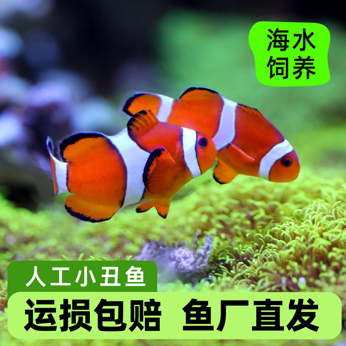 小丑鱼海水观赏鱼活体人工公子尼莫耐活好养明星宠物