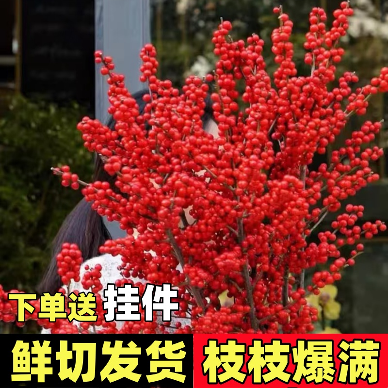 北美冬青红果鲜切枝水培植物盆栽室内年宵花喜庆客厅水养花卉绿植