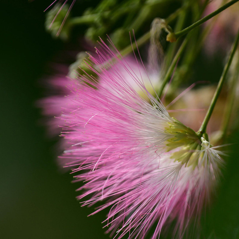 红花合欢花种子合欢树夜合欢花种子家庭院阳台花卉绿植多年开花籽