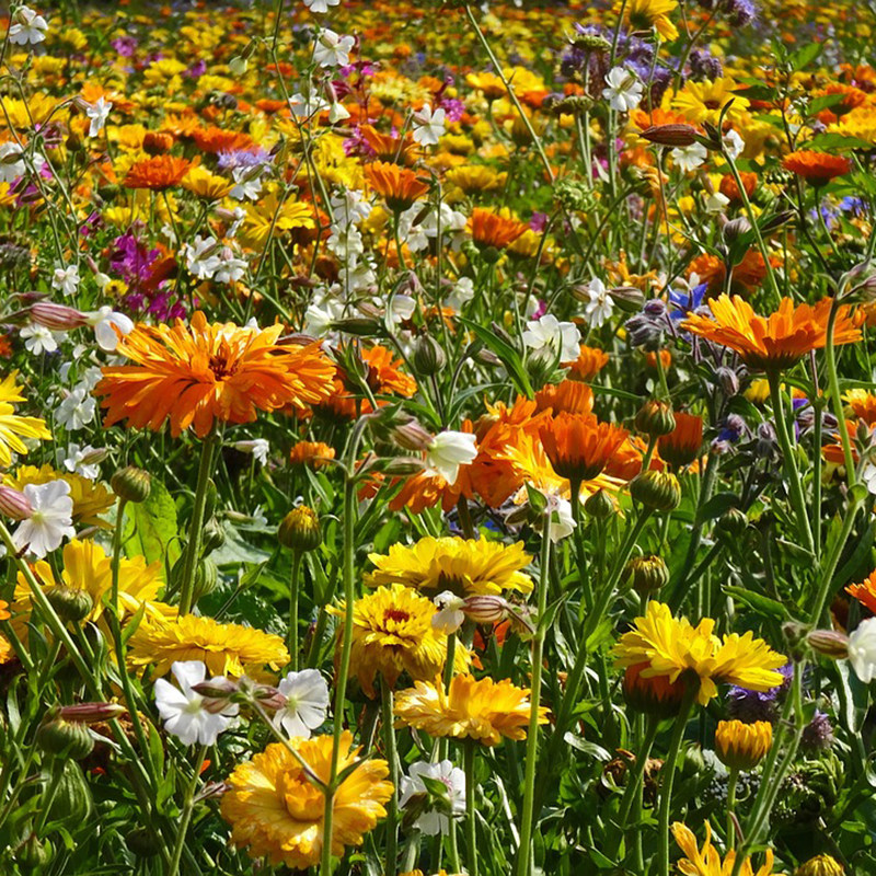 绿林花语 格桑花种子混色四季易种花籽庭院室内外道路花海种植