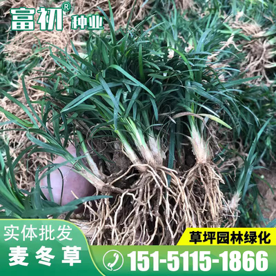 麦冬草种子细叶宽叶种子