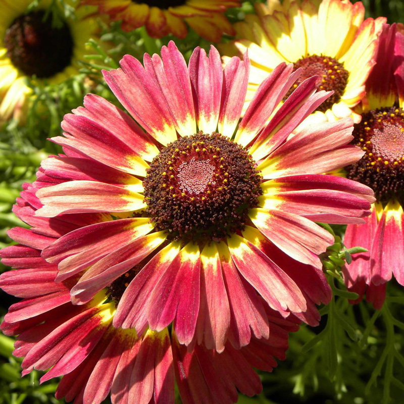 花环菊花种子阳台盆栽景观花卉切花四季易种茼蒿菊彩虹菊三色菊