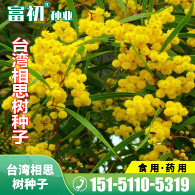 优质新台湾相思种子种子