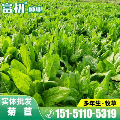 大叶牧草种子种籽牧草四季